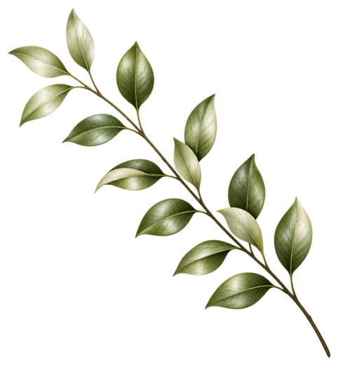 Decorative leafy branch on the right of the differentiators section