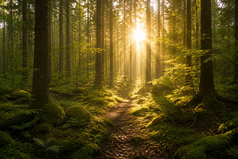 Sunlit forest path